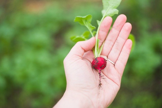 agriculture-ga4b036aef_640